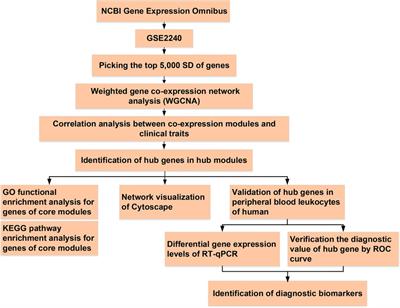Identification and validation of key genes associated with atrial fibrillation in the elderly
